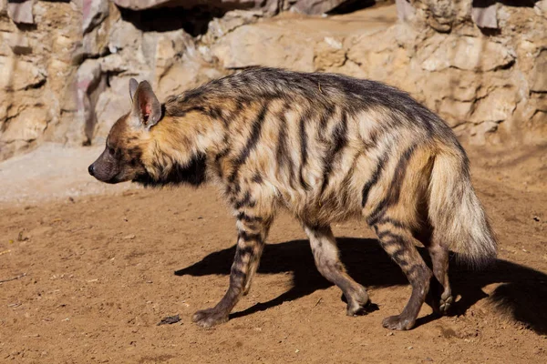 Jde to. Pruhovaná hyena kráčí po písku proti backgu — Stock fotografie