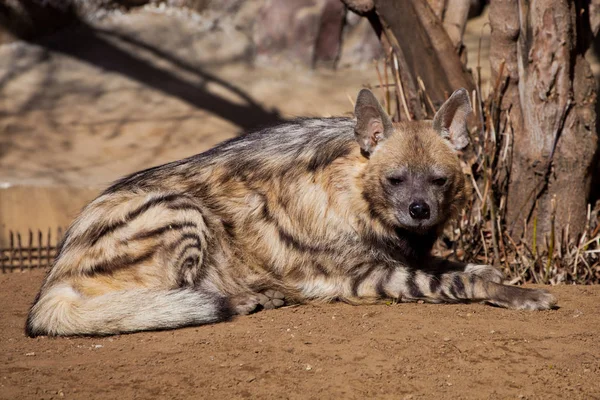 Pruhovaná hyena leží v písku na pozadí Tre — Stock fotografie
