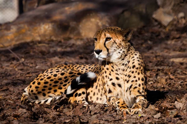 Got up. A bright red cheetah is resting and looking down on a wi — Stock Photo, Image