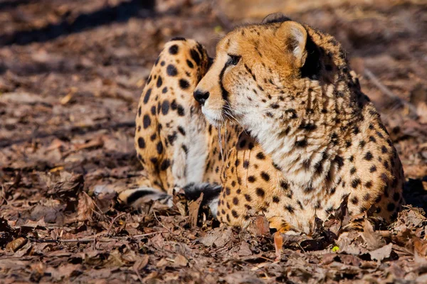 Turned around. A bright red cheetah is resting and looking down — Stock Photo, Image