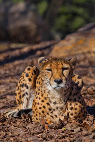 Straight face A bright red cheetah is resting and looking down o — Stock Photo, Image