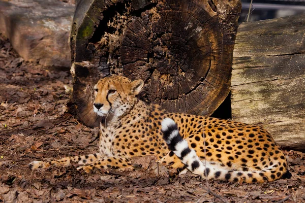 Beautifully lies by the stump. A bright red cheetah is resting a — Stock Photo, Image