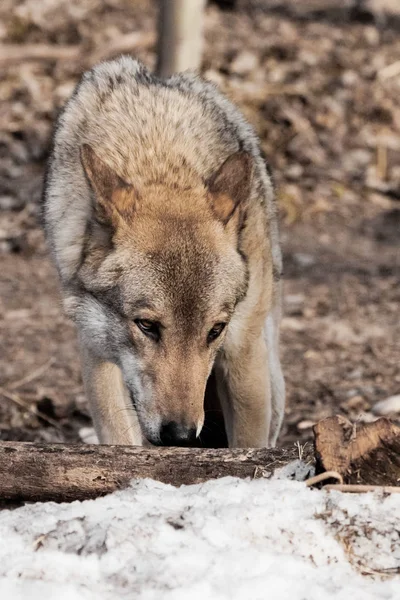 Волк вынюхивает следы с опущенной головой, волк выслеживает . — стоковое фото