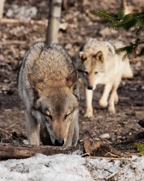 Vlk si stopuje s hlavou dolů a vlčice následuje — Stock fotografie