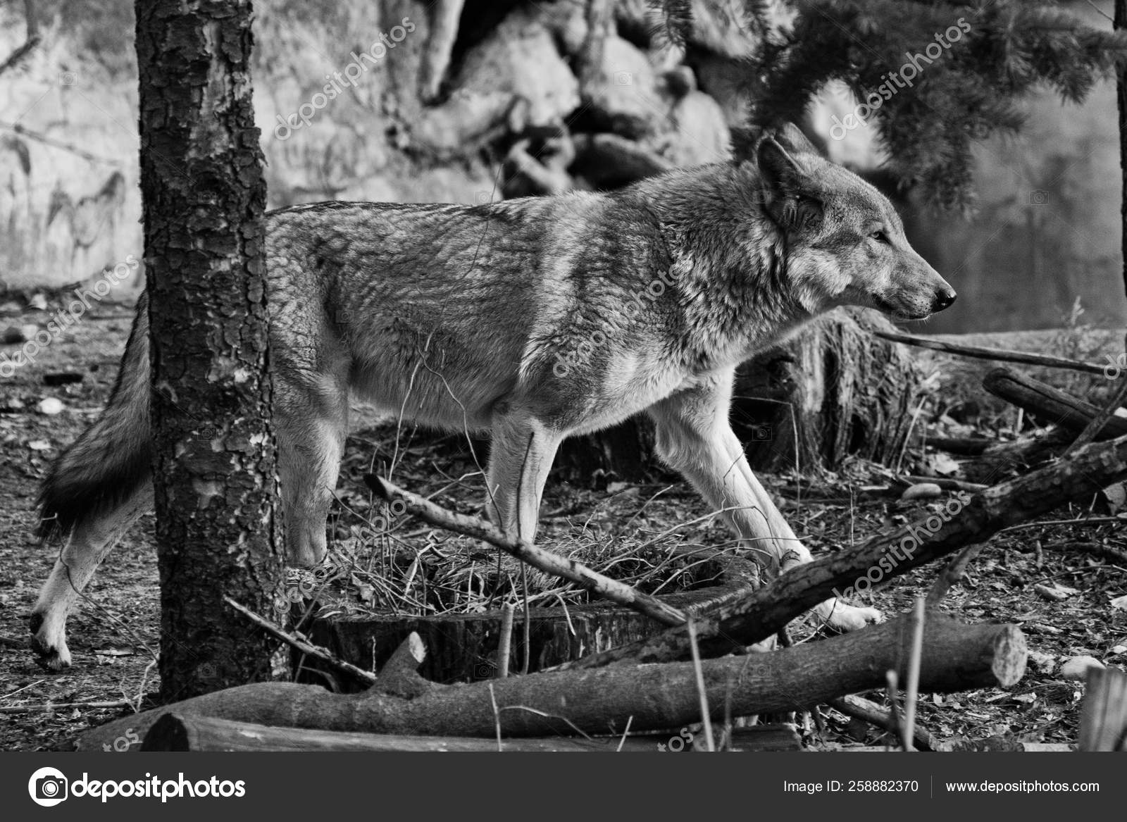 Ulv ser med svarte gule øyne blant grønne planter HD bakgrunnsnedlasting, image size:1600x1167