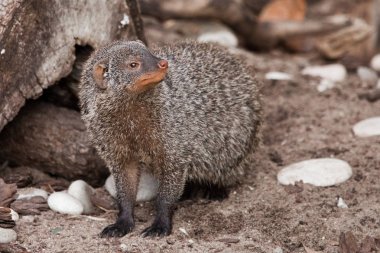 Dikkatli görünüyor. Vahşi firavun (firavun faresi) natur içinde