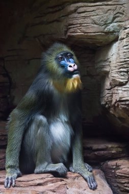 koyu bir arka plan ve kayalar üzerinde üzgün Mandrill maymun Rafiki (taş