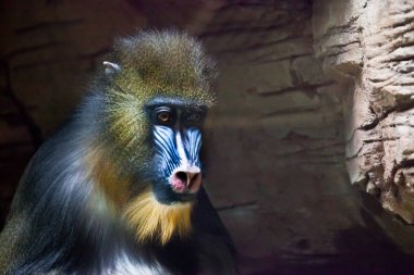 Gözlerinde hüzün, hüzünlü bir bakış. Deli bir keşişin dalgın yüzü