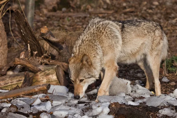 Een vrouwelijke wolf snuift de grond (op een jacht). grijze wolf in de wo — Stockfoto