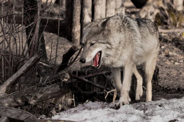 Loup femelle avec une bouche rouge ouverte passe à travers les bois gris w — Photo