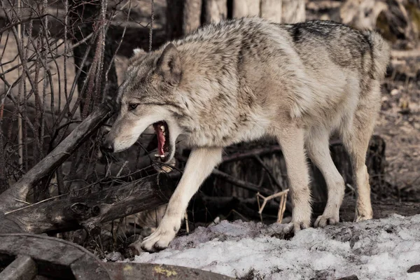 female wolf with an open red mouth goes through the woods gray w