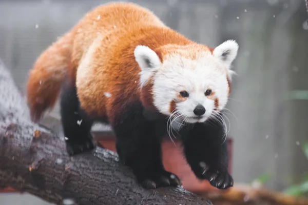 Lindo panda rojo (pequeño panda) en las ramas de un árbol . — Foto de Stock