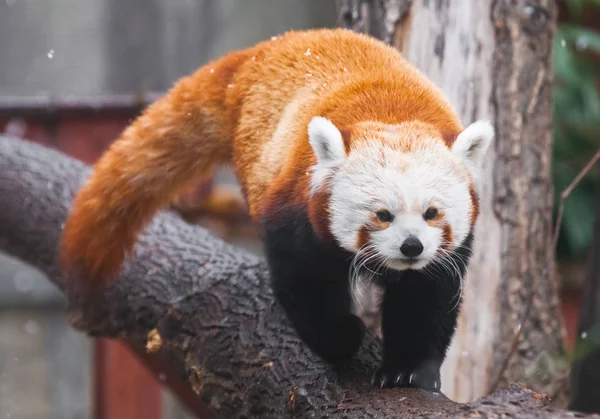 Mignon panda rouge (petit panda) sur les branches d'un arbre . — Photo