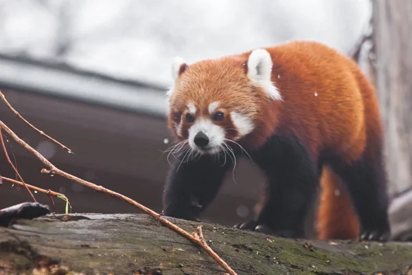 Lindo panda rojo (pequeño panda) en las ramas de un árbol . — Foto de Stock