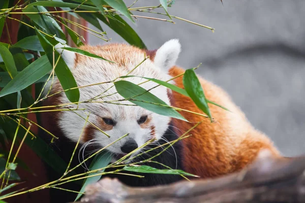 Χαριτωμένο κόκκινο πάντα (μικρό panda) ανάμεσα στο φύλλωμα του μπαμπού. στο — Φωτογραφία Αρχείου