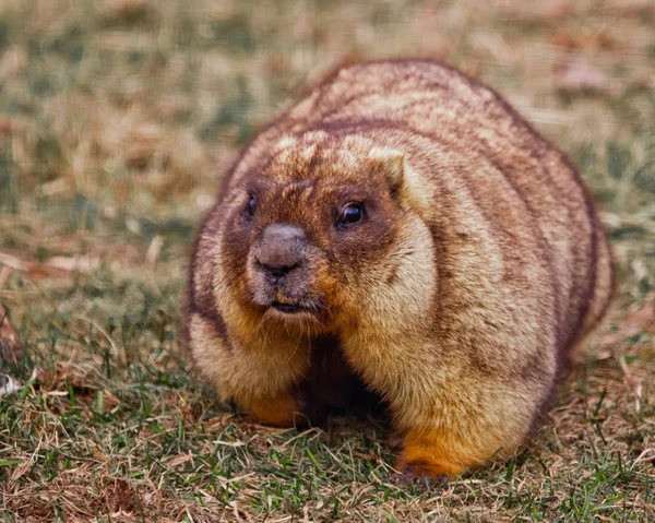 Närbild fett fett murmeldjur med vacker päls sitter på GRE — Stockfoto