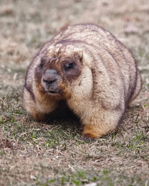 Close-up Fat Fat Groundhog met mooie vacht zittend op de GRE — Stockfoto