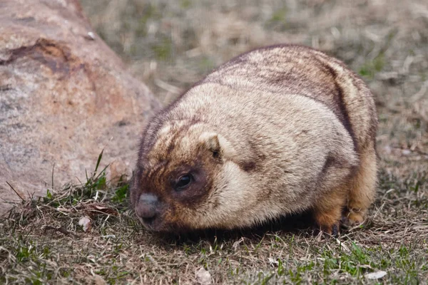 Nahaufnahme Fett Holzschuh mit schönem Fell sitzt auf der gre — Stockfoto