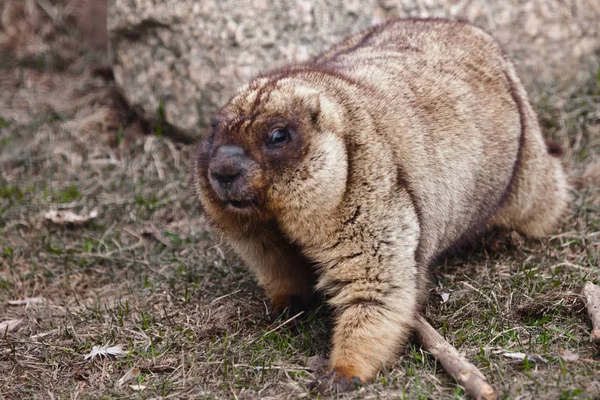 Aranyos kövér állat-mormota lépéseket láb néz. Közeli zsírszegény jaj — Stock Fotó