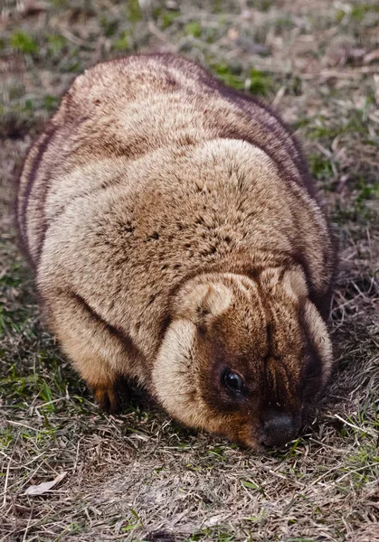 Lindo animal gordo. Primer plano grasa woodchuck con hermosa piel s — Foto de Stock