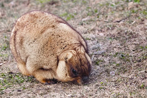 Cute fat animal. Close-up fat fat woodchuck with beautiful fur s