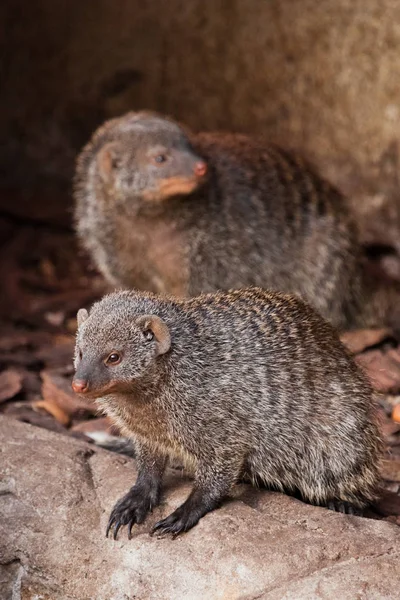 Two little animals with angry snouts. Ferocious mongoose (pharao