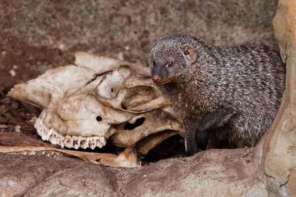 Mongoose a koponya (csontok). Ferocious mongúz (fáraó egér) — Stock Fotó