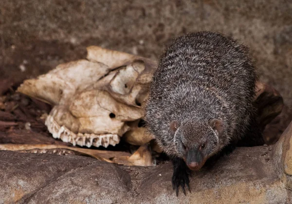 Mongoose a koponya (csontok). Ferocious mongúz (fáraó egér) — Stock Fotó