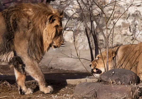 León macho se acerca a la leona, y la leona chasquea y —  Fotos de Stock