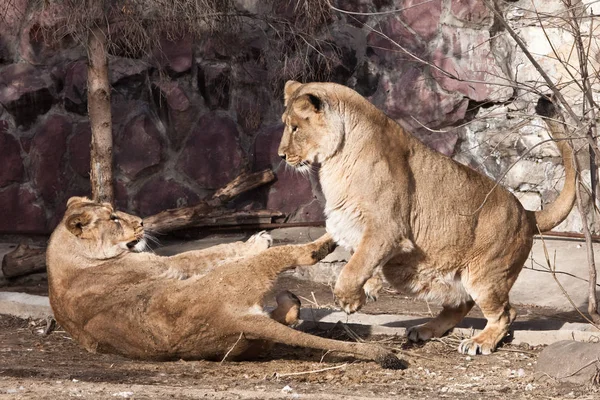 Two females of a lioness-girlfriend are fighting each other by p — Stock Photo, Image