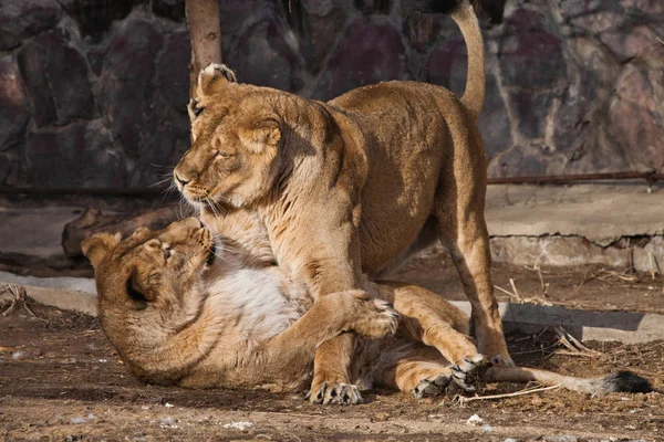 Deux femmes d'une lionne-petite amie se battent par p — Photo