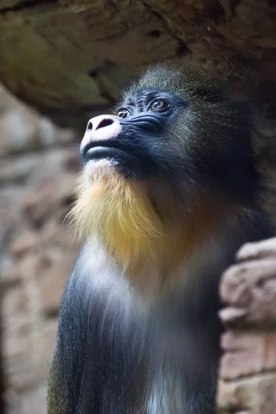 Zamyšlíná tvář madrilu Rafiki na tmavém pozadí — Stock fotografie