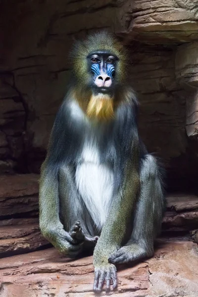 Mandrill mono Rafiki sobre un fondo oscuro y rocas (piedras ). — Foto de Stock