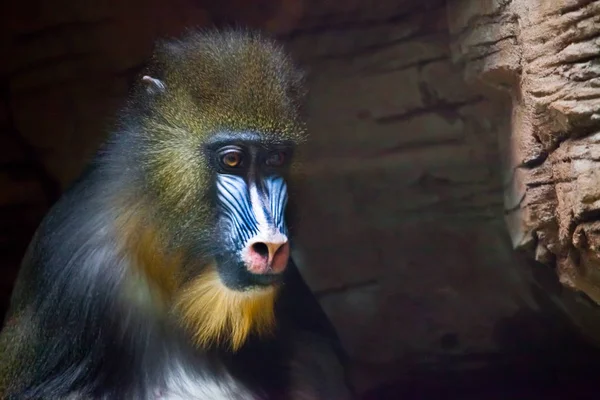 La cara pensativa de un mono madril Rafiki sobre un fondo oscuro — Foto de Stock
