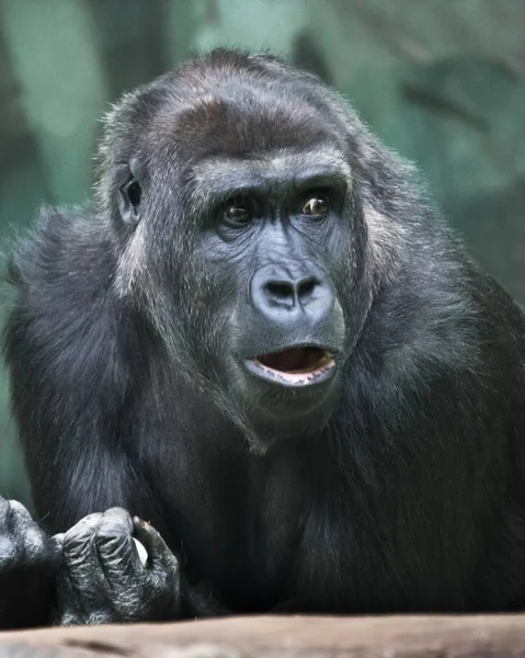 Překvapení. Skepse. Portrét ženské gorily expresivní em — Stock fotografie