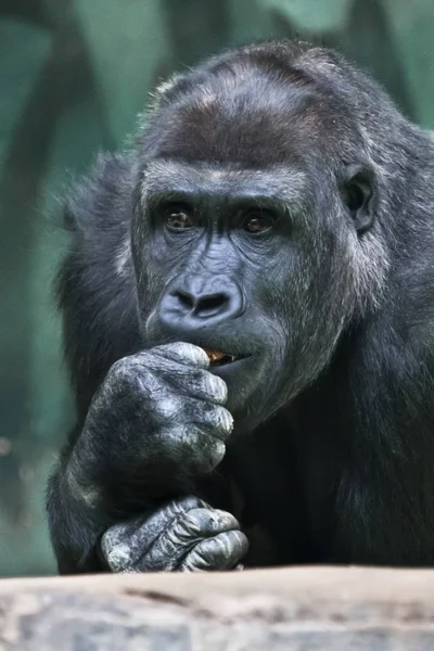 Pensamiento, toma de decisiones.. Retrato de una gorila hembra E — Foto de Stock