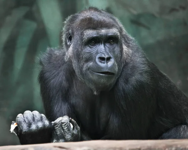 Zweifel.. Porträt eines weiblichen Gorillas ausdrucksstarke Emotionen. — Stockfoto