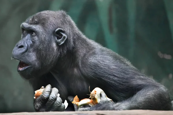 Спор разногласий.. Портрет гориллы экспрессивной — стоковое фото