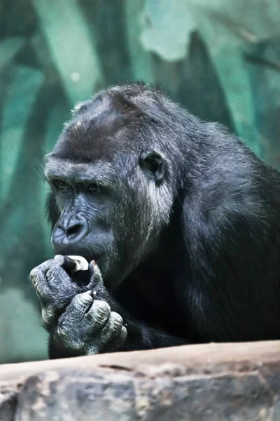 Dacht dat. Portret van een vrouwelijke gorilla expressieve emoties. — Stockfoto