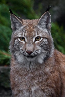 Namlu vaşak yakın - güzel gözler. büyük kedi-vaşak yakın çekim 