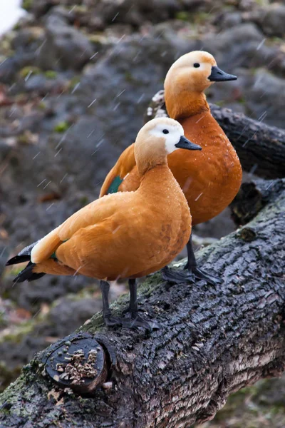 Um par de macho e fêmea bonito brilhante pato ogary senta-se em um — Fotografia de Stock
