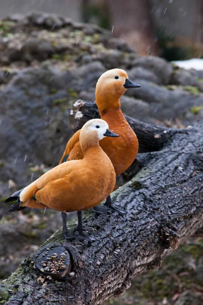Um par de macho e fêmea bonito brilhante pato ogary senta-se em um — Fotografia de Stock