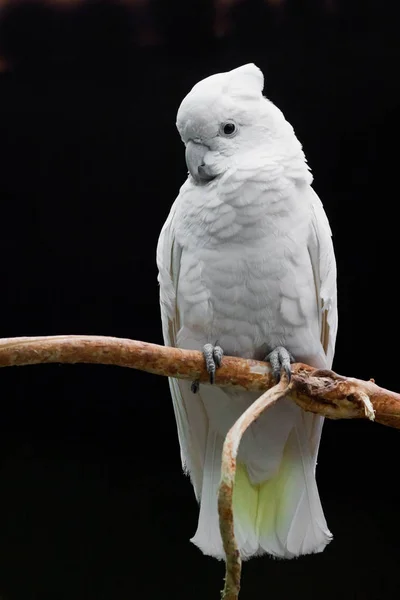 Egy szomorú fehér papagáj egy csomó ül egy ág ellen egy sötét b — Stock Fotó
