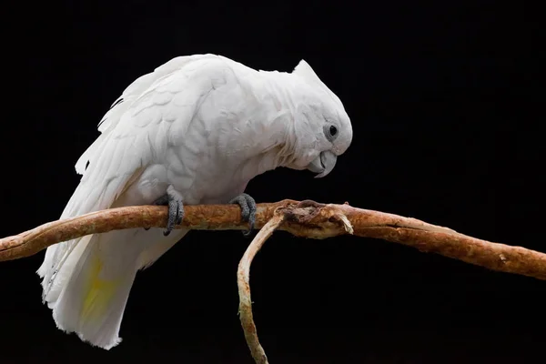 Smutný bílý papoušek s tufou sedí na větvi proti tmavému b — Stock fotografie
