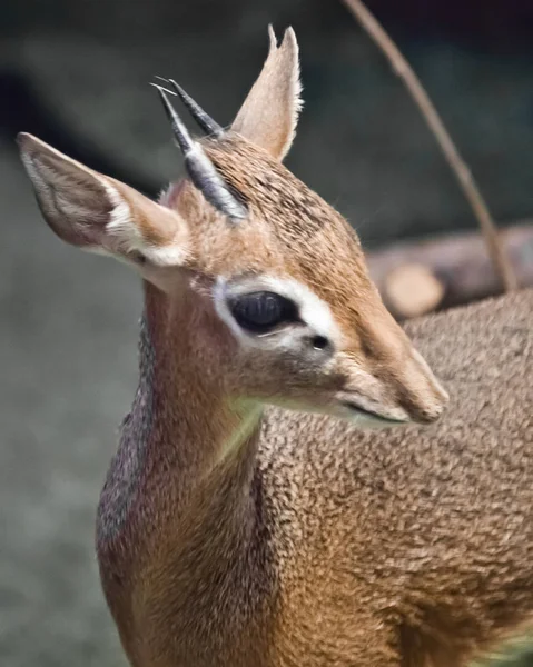 Muzzle close up (dik-dik). dwarf antelope dik dik from central a — Stock Photo, Image