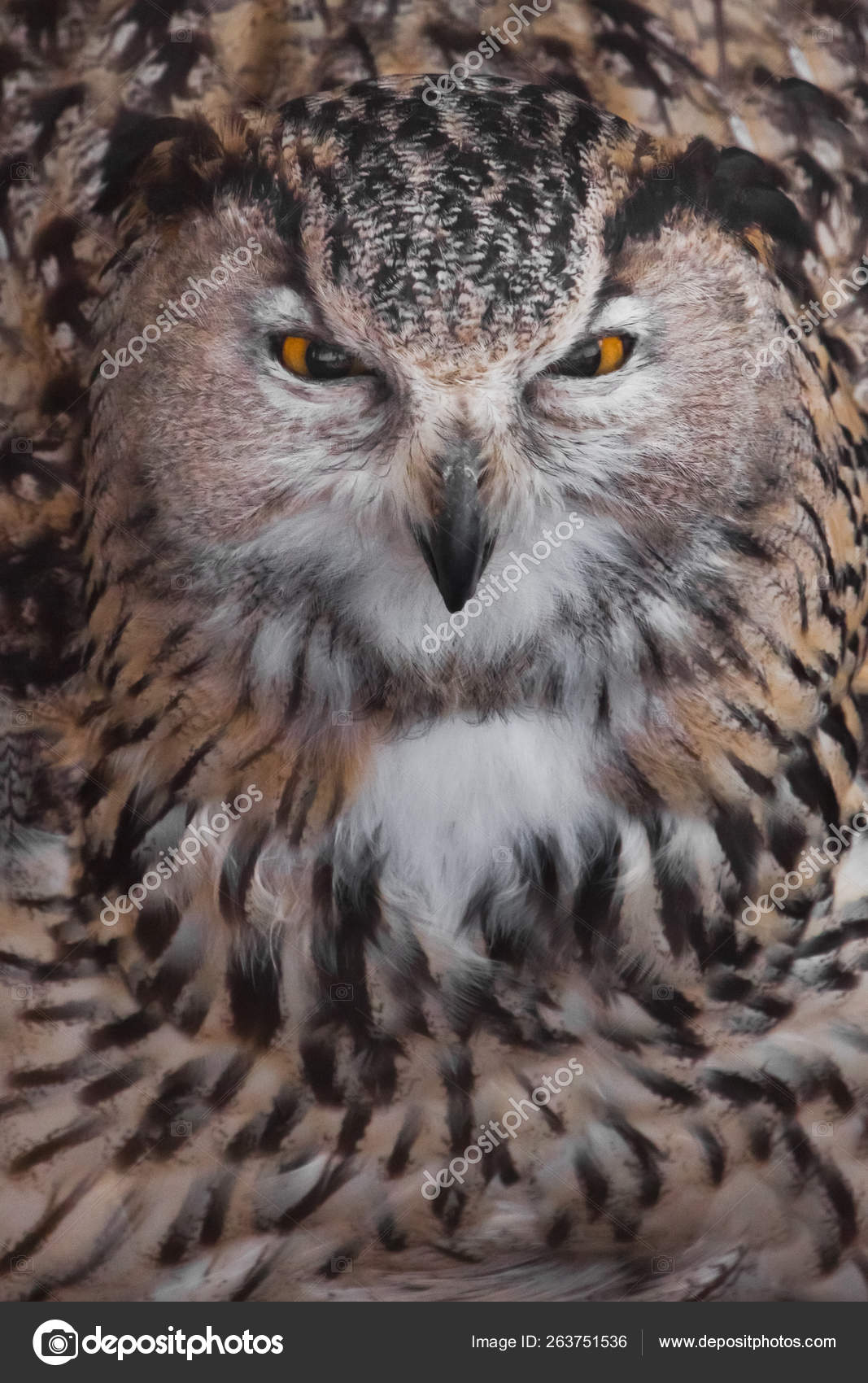 El gran búho entrecerró los ojos y despreció. Búho con los ojos claros y un  — Foto de stock #263751536 © semenov80, image size:1067x1700