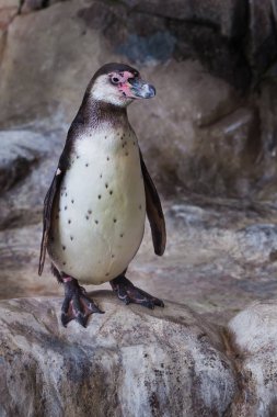 Sevimli penguen (Humboldt penguen) parlak bir taş uçurum üzerinde duruyor 