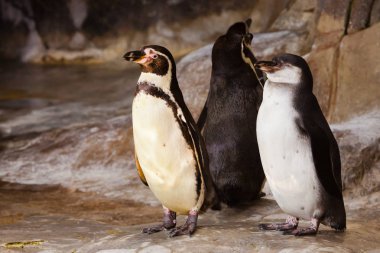 Birkaç sevimli penguen yara izi üzerinde aynı duruşta.