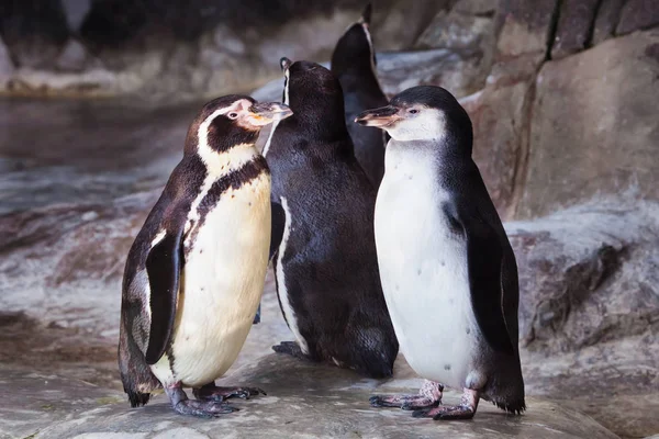 A pair of cute penguins (the Humboldt penguin) are facing each o