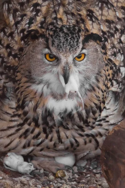 A hungry female eagle owl eagerly devours (swallows, absorbs) a — Stock Photo, Image